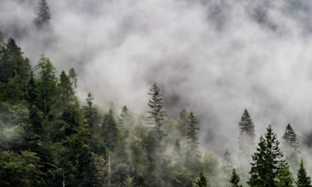 Comment l’Office Français de la Biodiversité agit pour sauvegarder nos écosystèmes