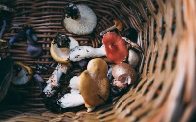 Mushngo champignons
