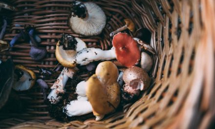Mushngo : l&rsquo;incontournable pionnier des champignons adaptogènes