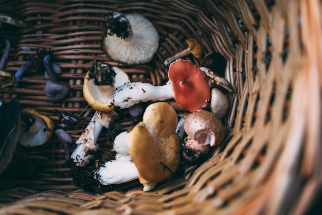 Mushngo : l&rsquo;incontournable pionnier des champignons adaptogènes